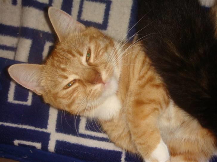 Blanding af racer Balou - Hygger vi nu eller hvad?  billede 3