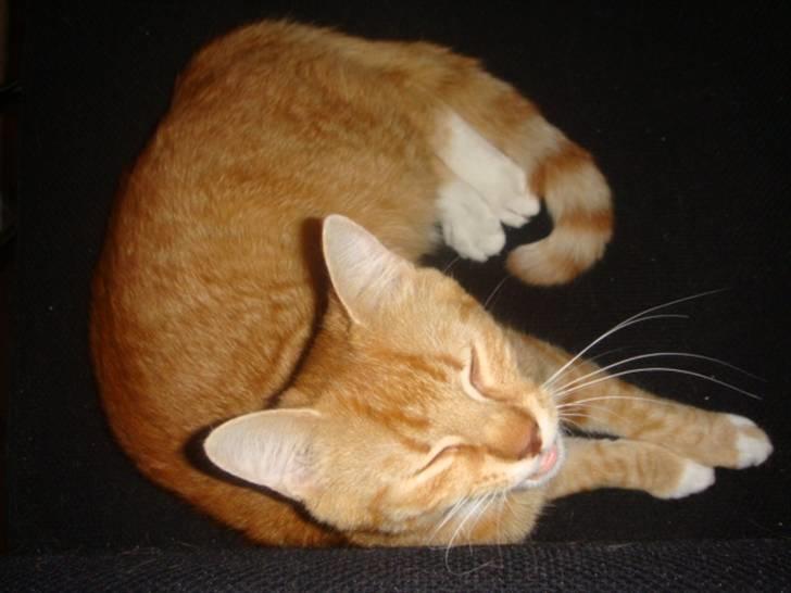 Blanding af racer Balou - Hvad??? billede 4