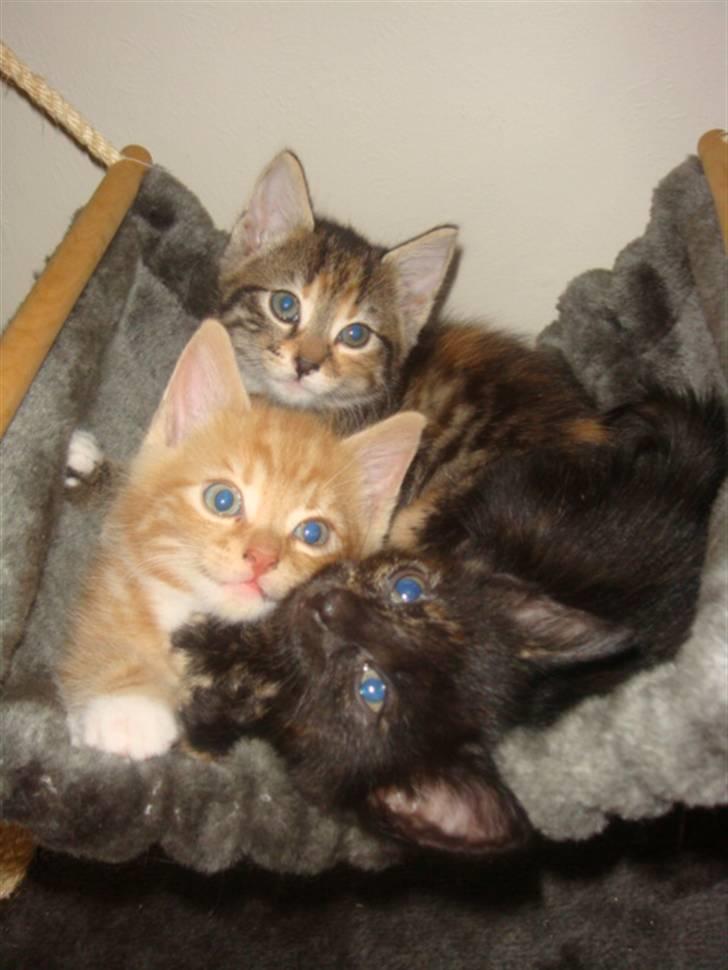 Blanding af racer Balou - Mine første killinger. (11/7-08) billede 5