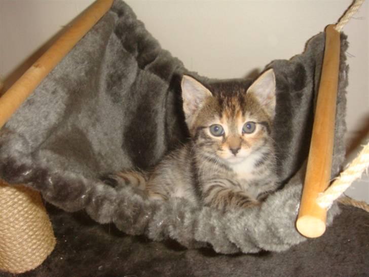 Blanding af racer Balou - My, er den eneste der stadig bor hjemme.. billede 6