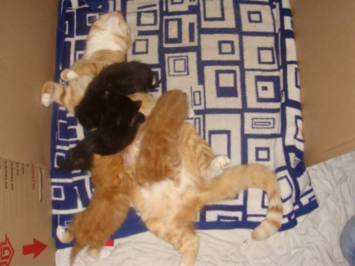 Blanding af racer Balou - Os alle samlet. billede 7