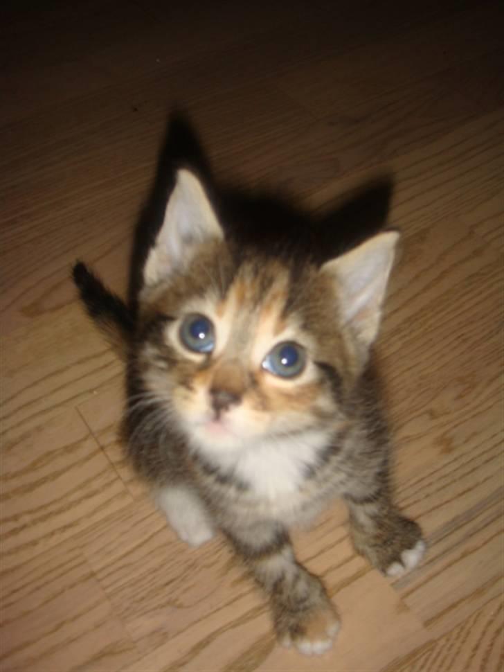 Blanding af racer My - Er jeg ikke nuttet. billede 1