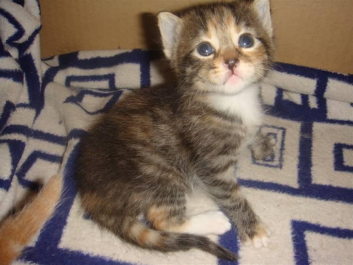 Blanding af racer My - Jeg vd godt jeg er kær. billede 2