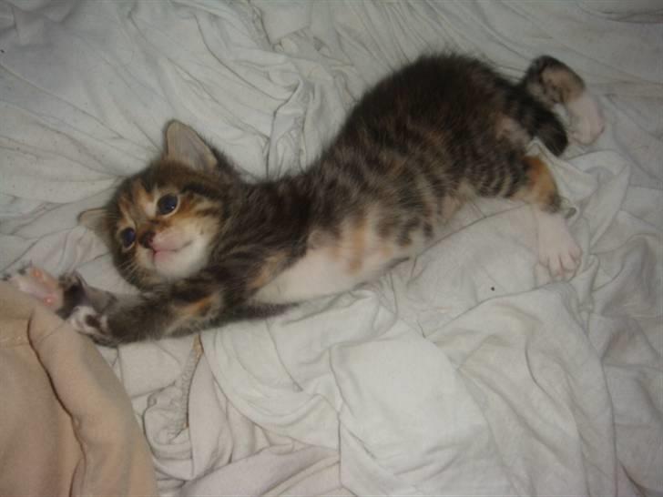 Blanding af racer My - Mmm elsker at sove længe.. billede 3