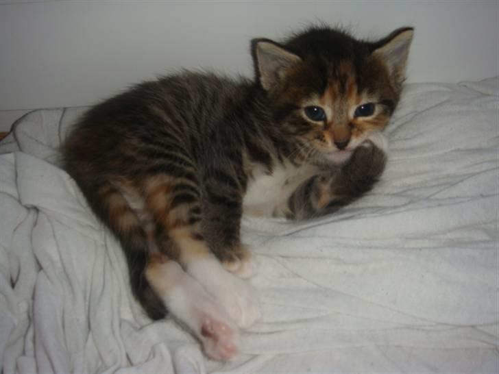 Blanding af racer My - Dejligt med hygge efter maden.. billede 4