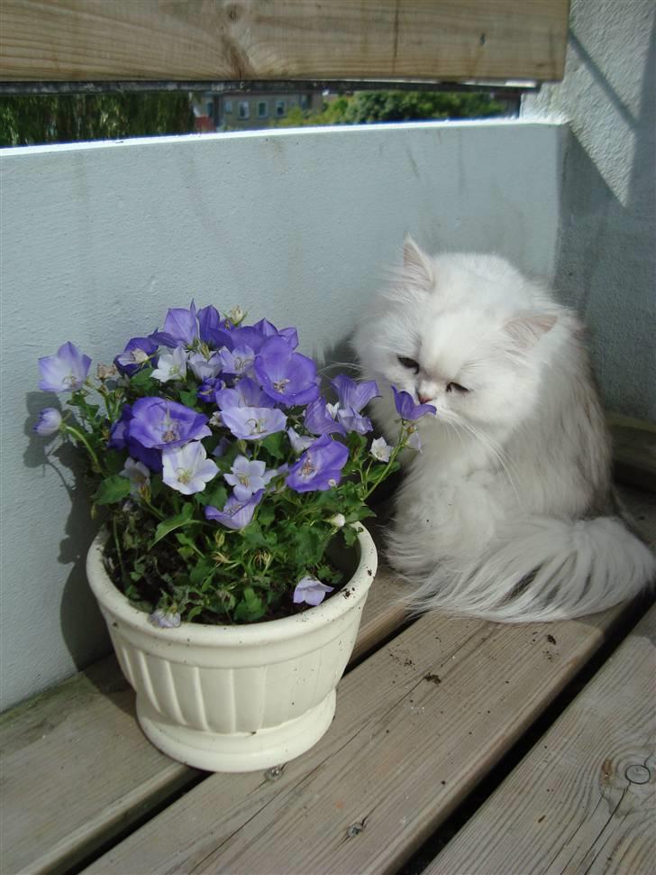 Perser Vanilla - Vanilla var med ude på altanen, og hun var meeget interesseret i blomsterne. Den 25. june - 09. billede 19