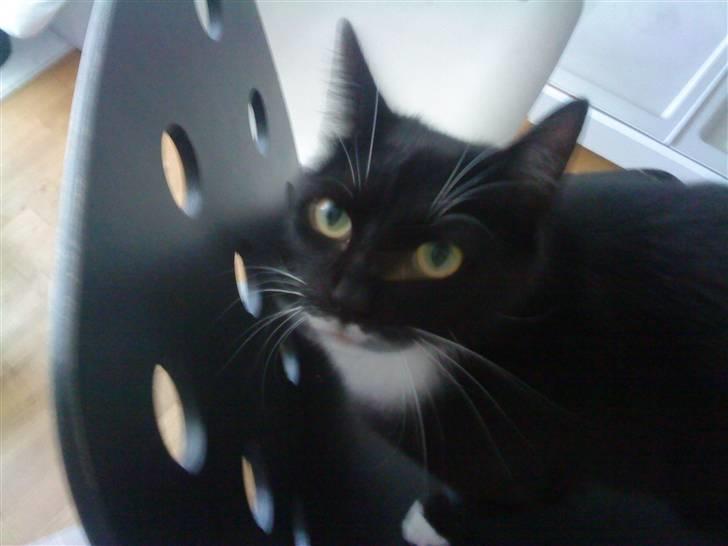 Blanding af racer Rufus billede 2