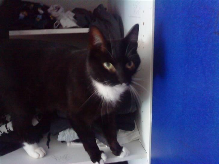 Blanding af racer Rufus - Det er så hyggeligt at sove i skabe (: billede 3