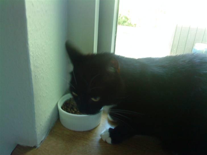 Blanding af racer Rufus - Maad! Mums <3 billede 4