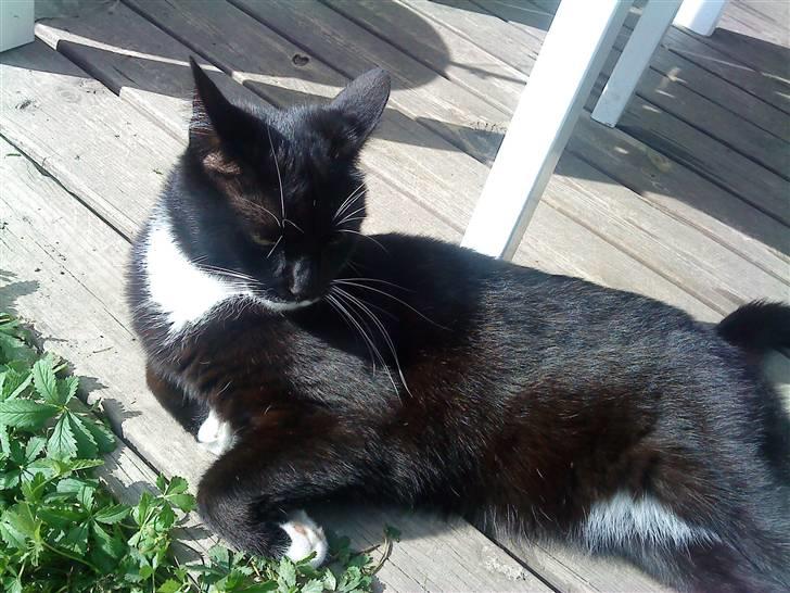 Blanding af racer Rufus - Ej altså, sol i øjnene .. billede 5