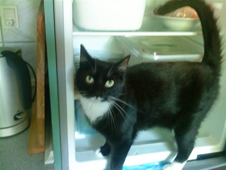 Blanding af racer Rufus - Dejlig koldt (: billede 6