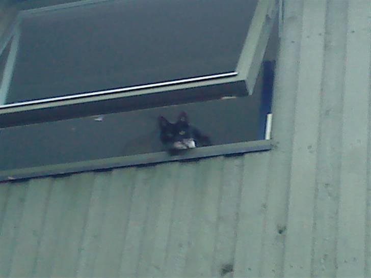 Blanding af racer Rufus - Der er lidt langt ned ! billede 7