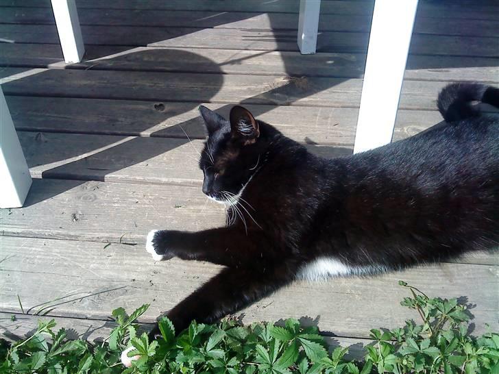 Blanding af racer Rufus - Stræække ! billede 8