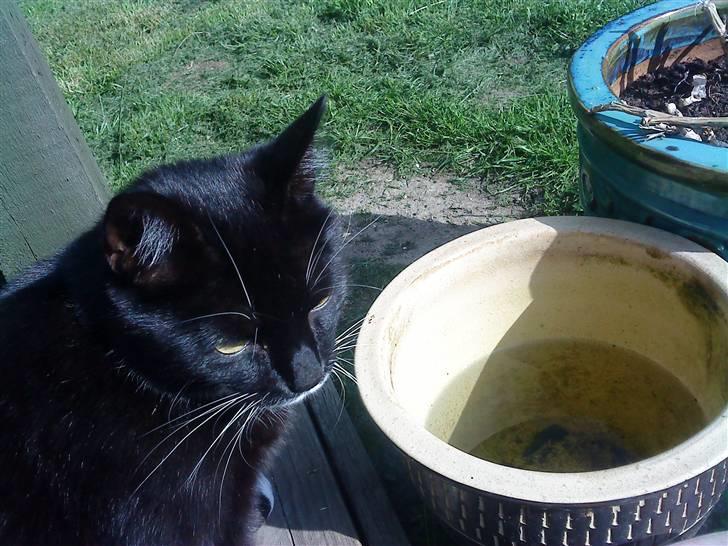 Blanding af racer Rufus - (: billede 9