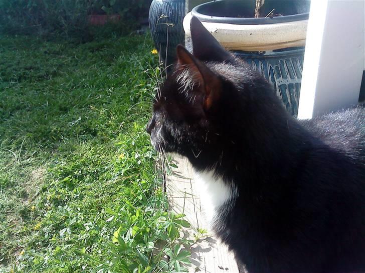 Blanding af racer Rufus - Hvad er det der ovre !? billede 10