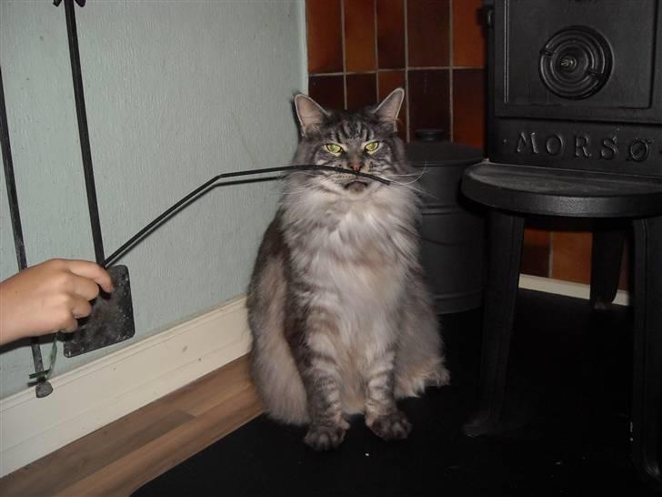 Maine Coon Jensen billede 11