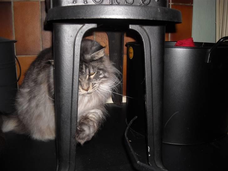 Maine Coon Jensen billede 12