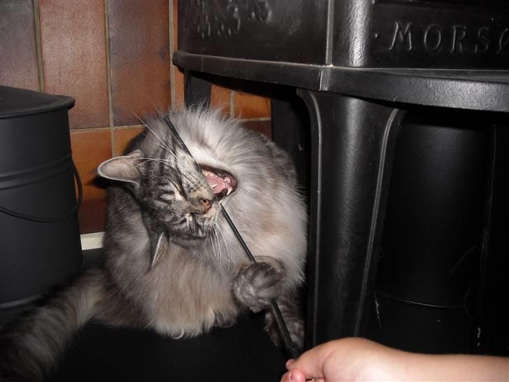 Maine Coon Jensen - jeg elsker og lege miiiav billede 13