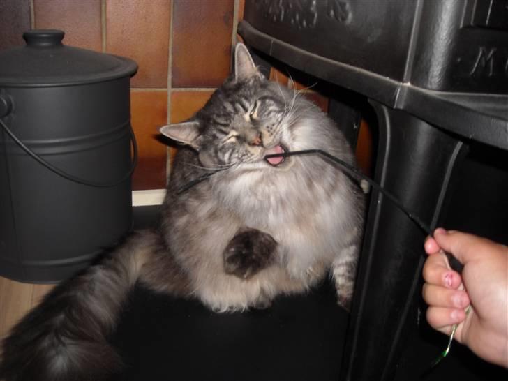 Maine Coon Jensen - jeg elsker og lege miiiav billede 14