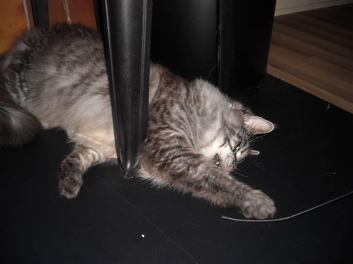 Maine Coon Jensen - jeg ligger godt hi hi  billede 15