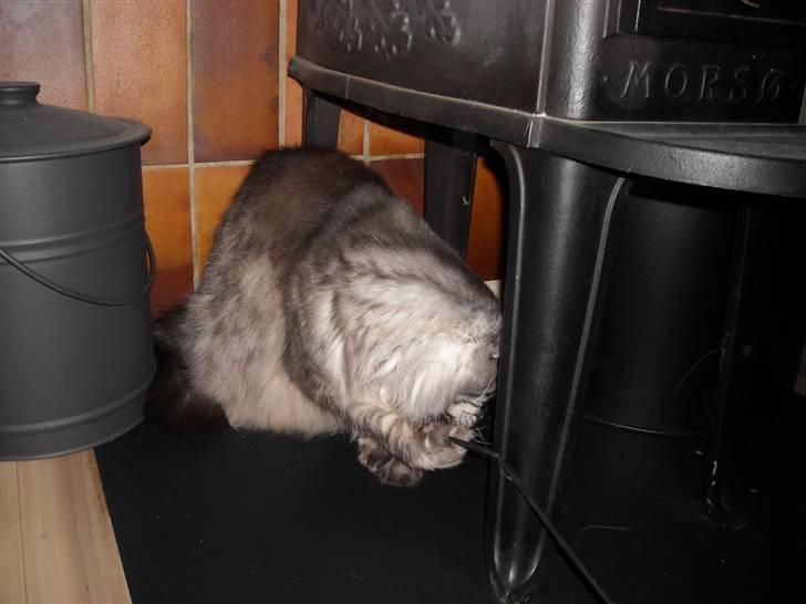 Maine Coon Jensen - jeg får en gang imelem nam nam billede 16