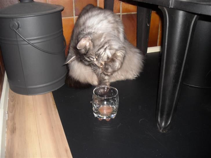 Maine Coon Jensen billede 17