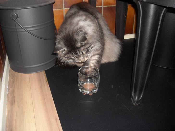 Maine Coon Jensen billede 18