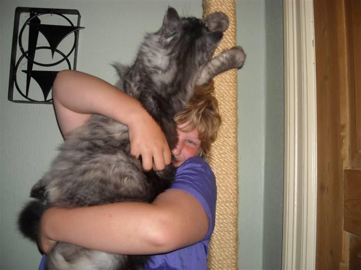 Maine Coon Jensen billede 19