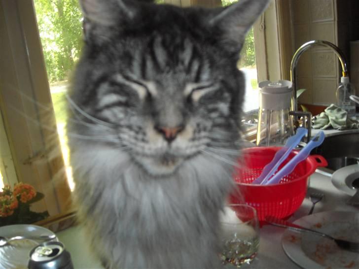 Maine Coon Jensen billede 20