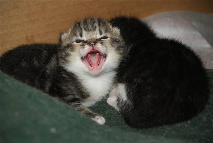 Blanding af racer Mack - MIT YNGLINGS BILEDE <3 billede 9