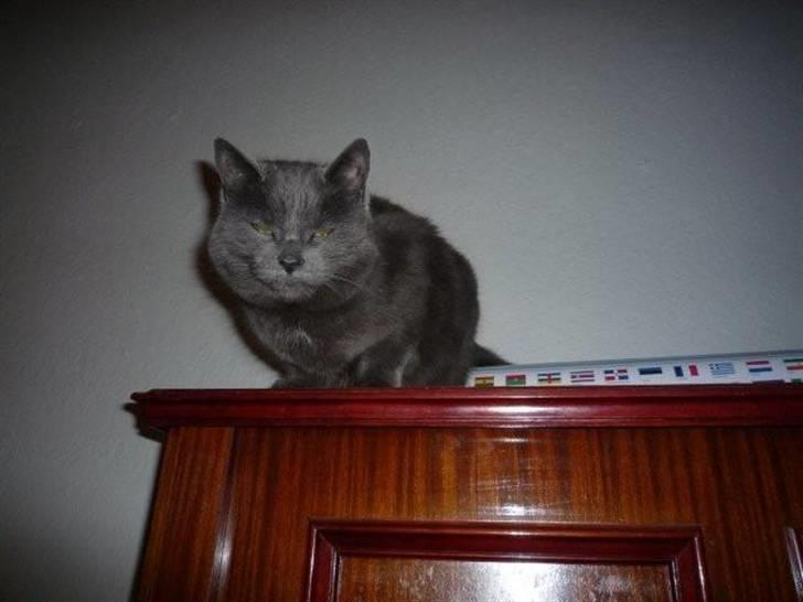 Huskat Trille - her sidder jeg på vores klaver billede 3