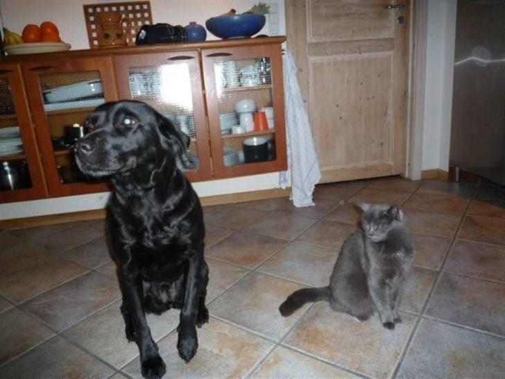 Huskat Trille billede 4