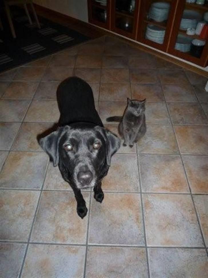 Huskat Trille - bella vil altid være foran mig:D(i kan se bella på hundegalleri) billede 5