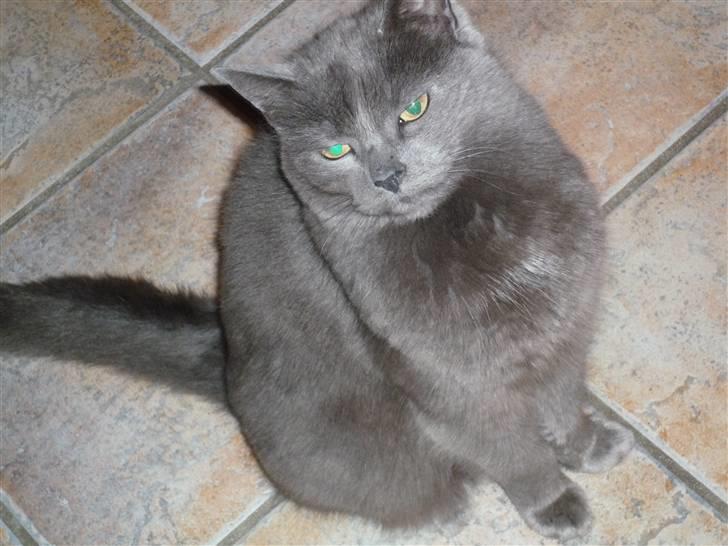 Huskat Trille billede 6