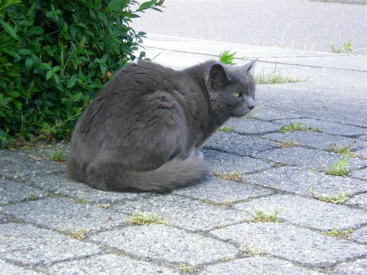 Huskat Trille - man skal også holde lidt øje med tingene:D billede 7