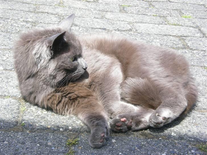 Huskat Trille - jeg kgger også lidt omkring billede 8