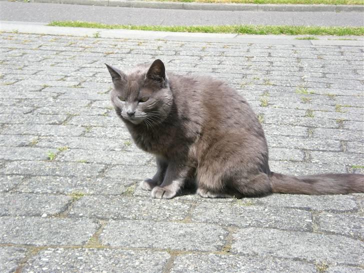 Huskat Trille billede 9