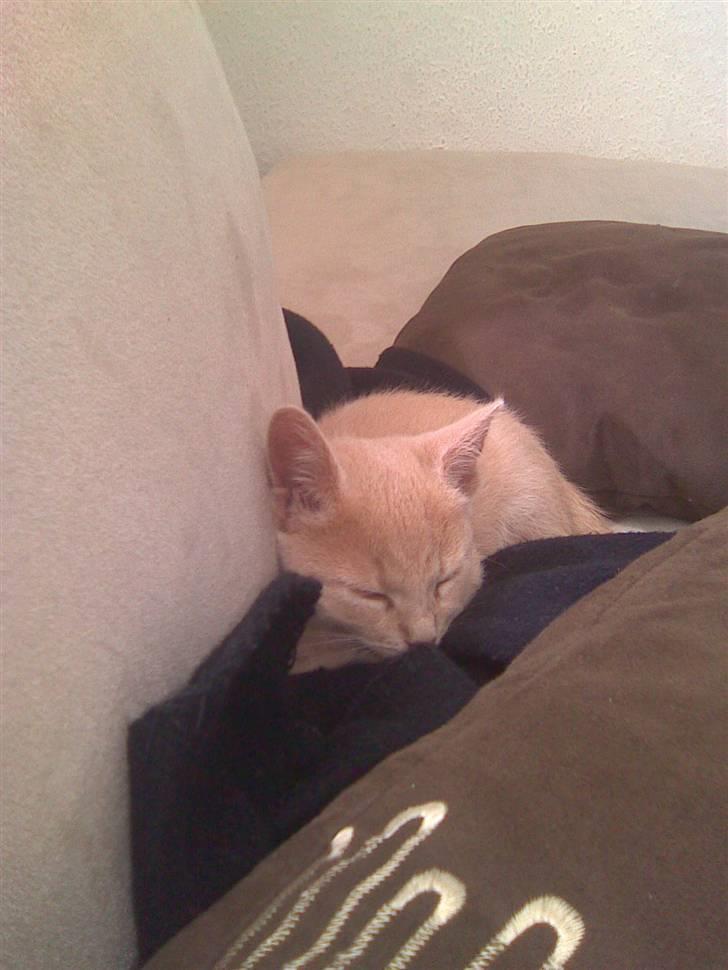 Huskat Simba billede 10