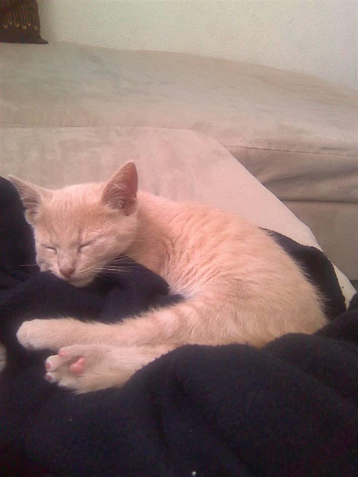 Huskat Simba billede 11