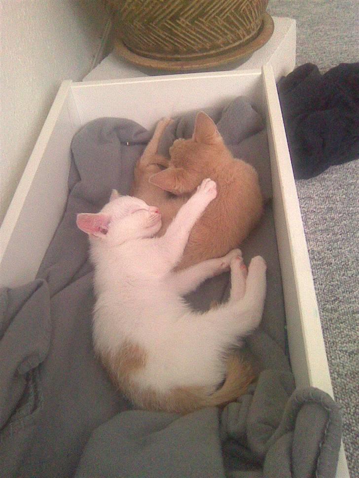 Huskat Simba billede 12