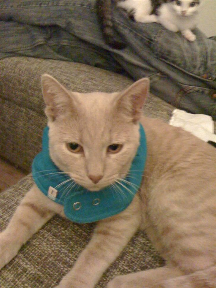 Huskat Simba billede 13