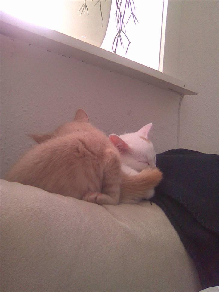 Huskat Simba billede 14