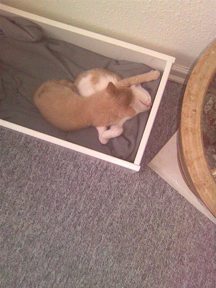 Huskat Simba billede 15