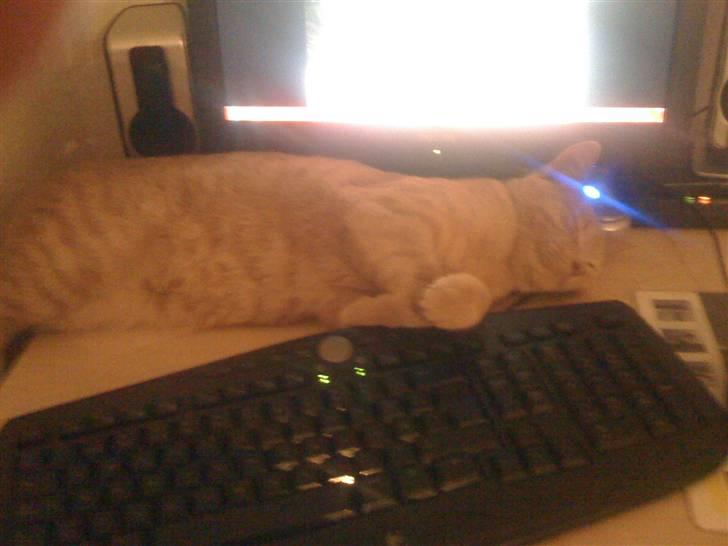 Huskat Simba - Han sover de sygeste steder billede 16