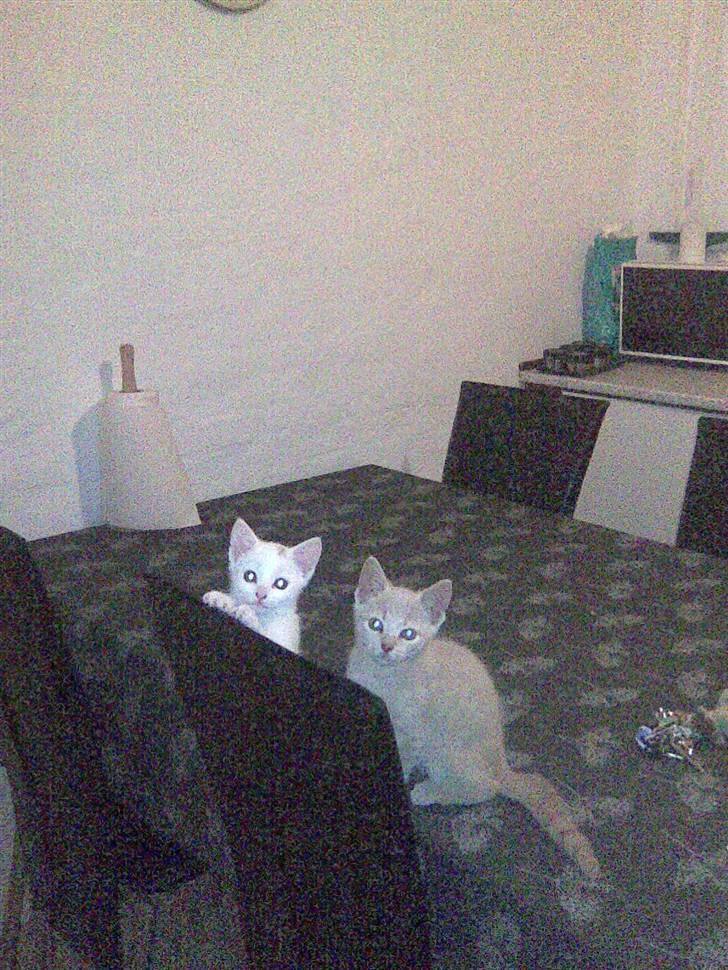 Huskat Simba - BUSTED! billede 17