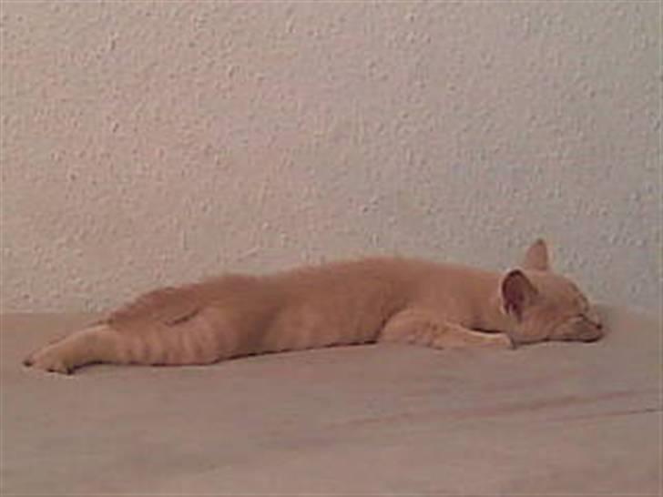 Huskat Simba - er til tider i tvivl om det er en kat? billede 18