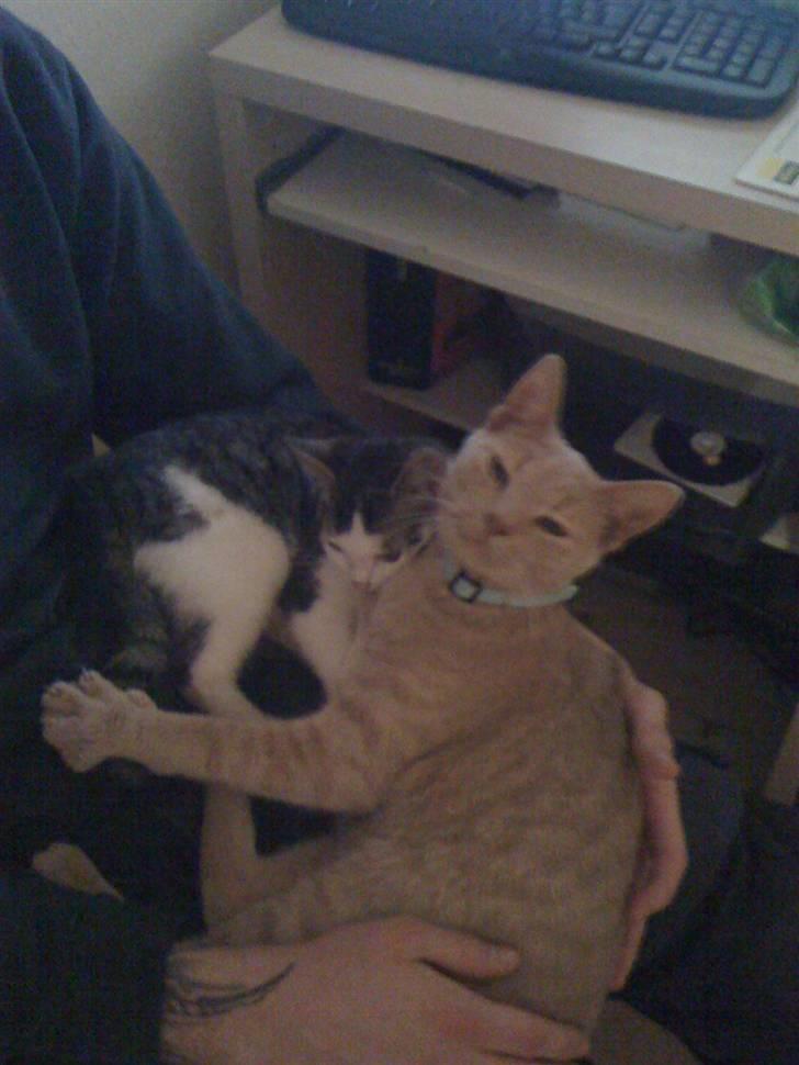 Huskat Simba - Kenny, Bittemis og Simba billede 20