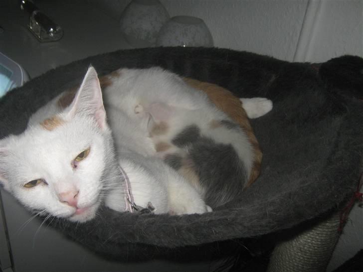 Huskat Pjevs - Pjevs med sin ældste killing. billede 10