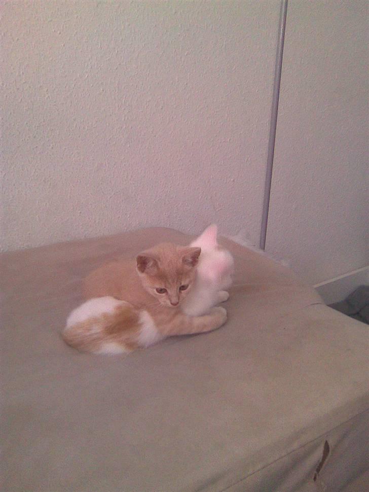 Huskat Pjevs - Pjevs og Simba der krammer, billede 11