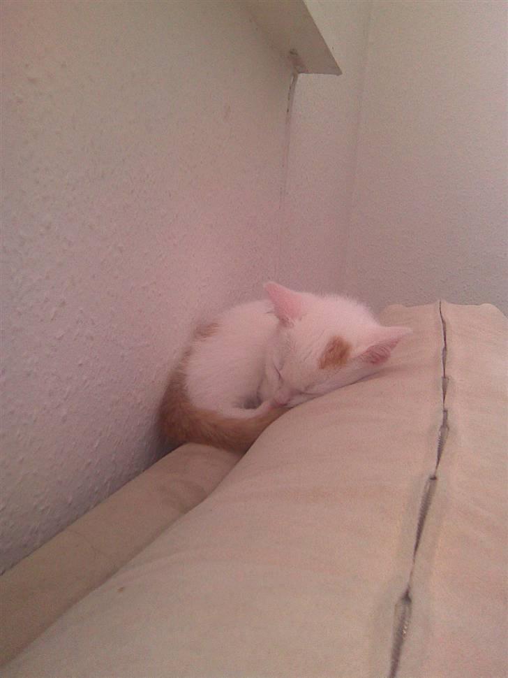 Huskat Pjevs - putte, putte, putte.. billede 12